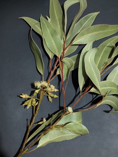 Eucalyptus robusta, photographed by an iNaturalist contributor