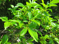 Rhamnus fallax
