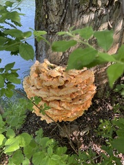 Laetiporus sulphureus