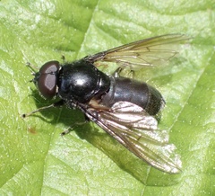 Cheilosia albitarsis