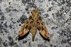 Eupanacra variolosa