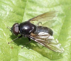 Cheilosia albitarsis