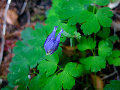 Aquilegia nigricans