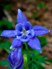 Aquilegia nigricans