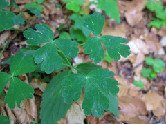 Aquilegia nigricans