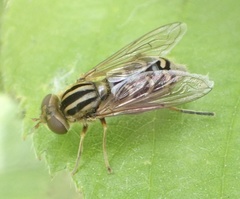 Anasimyia interpuncta