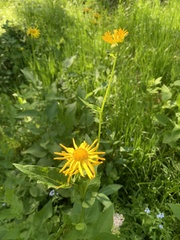 Doronicum austriacum