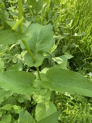 Doronicum austriacum