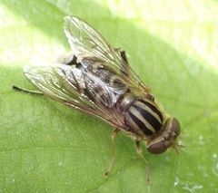 Anasimyia interpuncta
