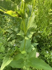 Doronicum austriacum