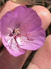 Clarkia bottae