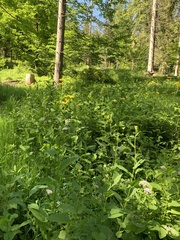 Doronicum austriacum