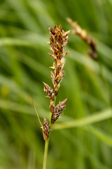 Carex disticha