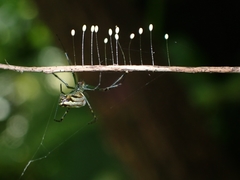 Leucauge blanda