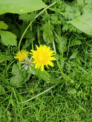 Taraxacum