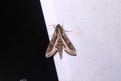 Hippotion velox
