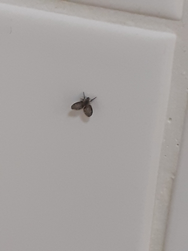 Bathroom Moth Fly, Netherlands, photo 8 of 10