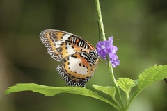 Cethosia luzonica