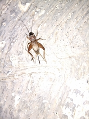 Gryllus texensis