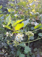 Microglossa mespilifolia