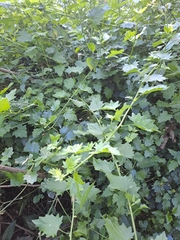 Microglossa mespilifolia