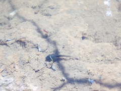 Bufotes viridis sitibundus