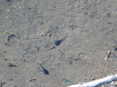 Bufotes viridis sitibundus