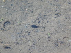 Bufotes viridis sitibundus
