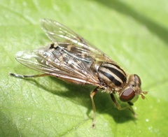 Anasimyia interpuncta