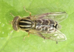 Anasimyia interpuncta