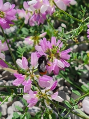 Bombus lapidarius