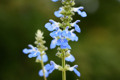 Salvia uliginosa