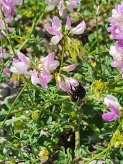 Bombus lapidarius