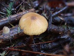 Entoloma aromaticum