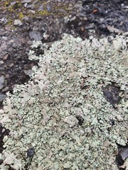 Xanthoparmelia scabrosa