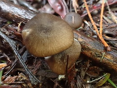 Entoloma asprellopsis
