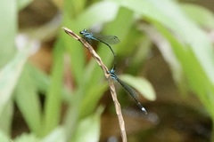 Argiocnemis rubescens