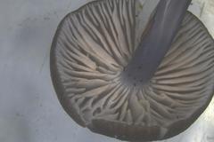 Entoloma asprellopsis