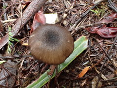 Entoloma asprellopsis