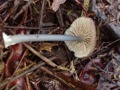 Entoloma asprellopsis