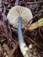 Entoloma asprellopsis