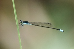 Argiocnemis rubescens