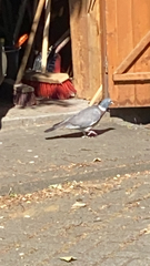 Columba palumbus