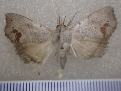 Hyperlopha cristifera