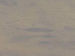 Cyprinodon variegatus