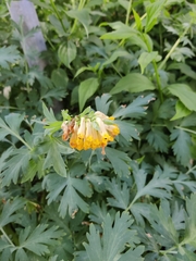 Corydalis nobilis