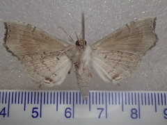 Hyperlopha cristifera