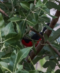 Laniarius erythrogaster