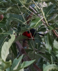 Laniarius erythrogaster