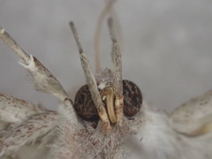 Hyperlopha cristifera